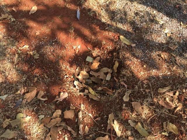 Ap&oacute;s gerar pol&ecirc;mica, p&eacute; de maconha &eacute; arrancado de frente da prefeitura