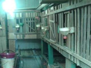 Rinha de galo era feita na casa do servidor, de acordo com a Polícia Militar Ambiental.  (Foto: arquivo)