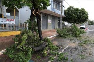 Árvore derrubada pelo vento na rua Maracaju. (foto: Marcos Ermínio)