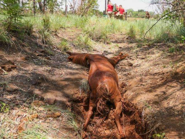 Na &aacute;rea rural, &eacute;gua cai em buraco, fica presa e morre