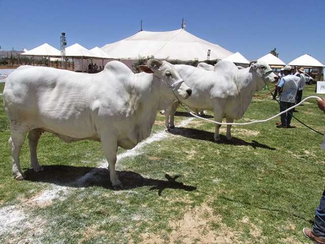 Exposi&ccedil;&atilde;o re&uacute;ne animais nelore de 6 estados para julgamento de ra&ccedil;a