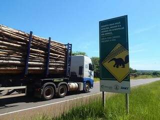 Programa Rodobicho vai gerar banco de dados sobre atropelamento de animais nas vias usadas pela empresa no transporte de madeira. (Foto: Divulgação/ Eldorado Brasil)