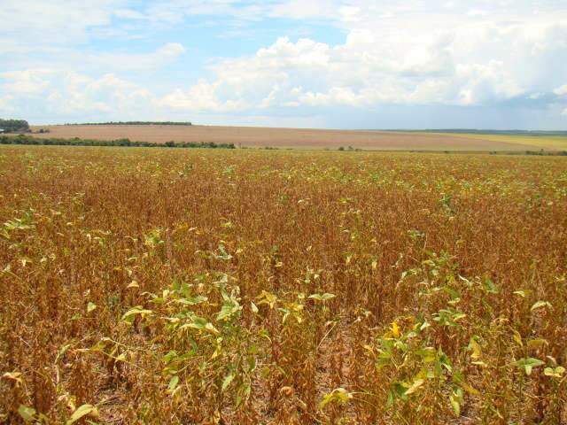  Chuva para colheita de soja e atrasa plantio da safrinha de milho em MS 