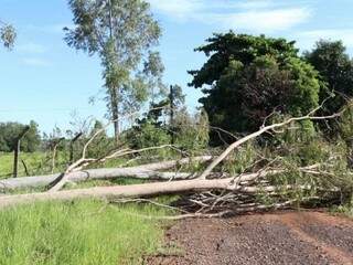 Árvores caíram e interditaram rua no Morada do Sol. (Foto: Henrique Kawaminami)