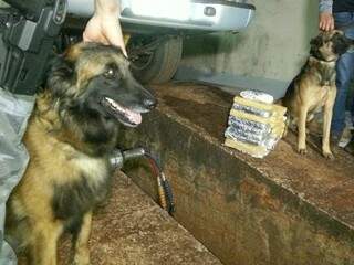 Cães farejadores ajudaram PM identificar droga na lataria do carro. (Foto: S.Lemos)