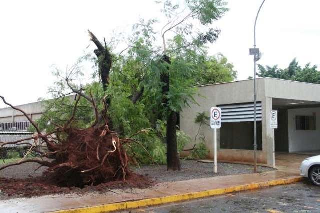 Mais afetada pelo temporal, regi&atilde;o sul teve dez &aacute;rvores ca&iacute;das