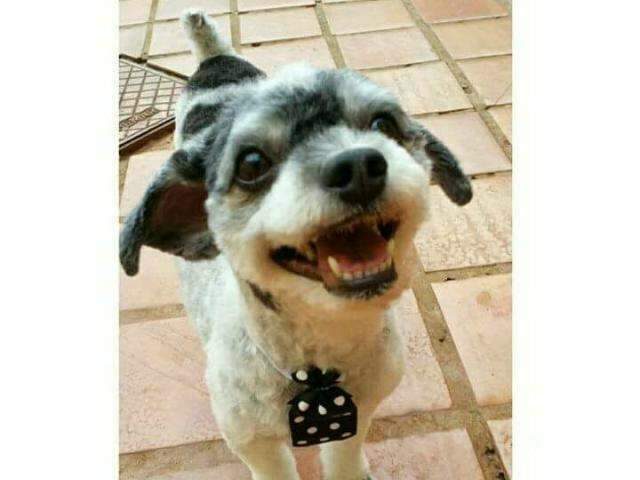 Ano novo come&ccedil;a com afli&ccedil;&atilde;o para quem perdeu o pet durante foguet&oacute;rio