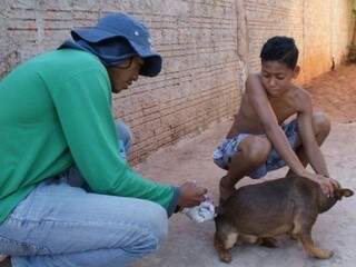 Em 8 dias, 15,6 mil animais s&atilde;o vacinados contra a raiva e campanha continua