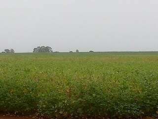 Lavoura de soja na região do Potreirito; chuva desta terça trouxe alívio para produtores (Foto: Divulgação)