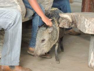 Porco do mato é &quot;manso&quot; em fazenda de ecoturismo. (Foto: divulgação) 