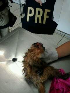O macaco foi encaminhado e atendido em um hospital veterinário de Dourados (Foto: Divulgação)