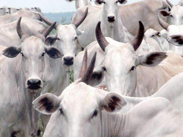 Rebanho de 21 milh&otilde;es de animais deve ser vacinado a partir de segunda