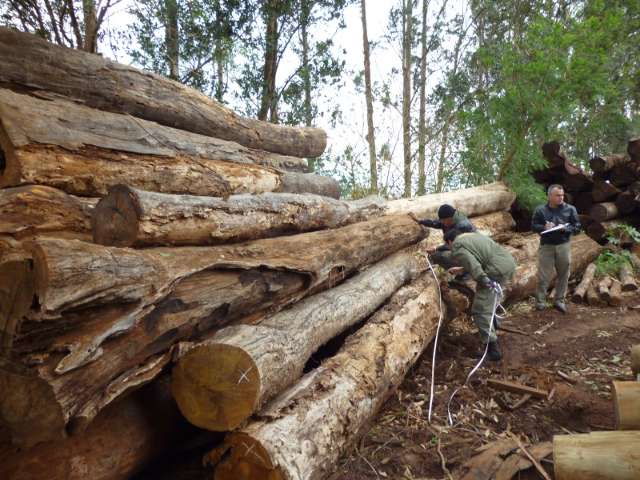 Ibama autua quatro empresas no Sul do Estado