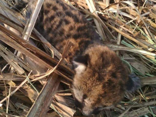 Filhote de on&ccedil;a-parda &eacute; encontrado perdido no meio de canavial 