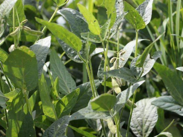 Estiagem afeta safra recorde e produ&ccedil;&atilde;o encolhe 6% em MS, aponta Conab