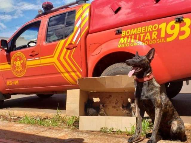 Em treinamento para buscas por desaparecidos, Laika acha 5 gatinhos 