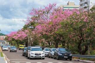 Contraste de azul, verde e rosa para quem passa pela Avenida Ricardo Brandão (Foto: Henrique Kawaminami)