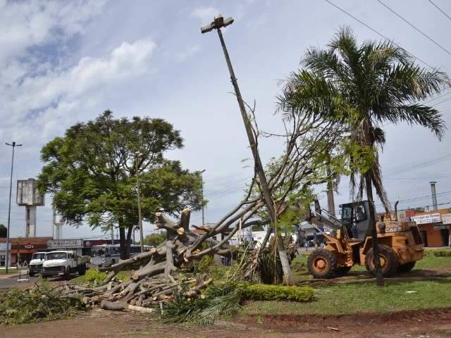 Arrancada pela raiz, &aacute;rvore j&aacute; deixa saudades no Imbirussu