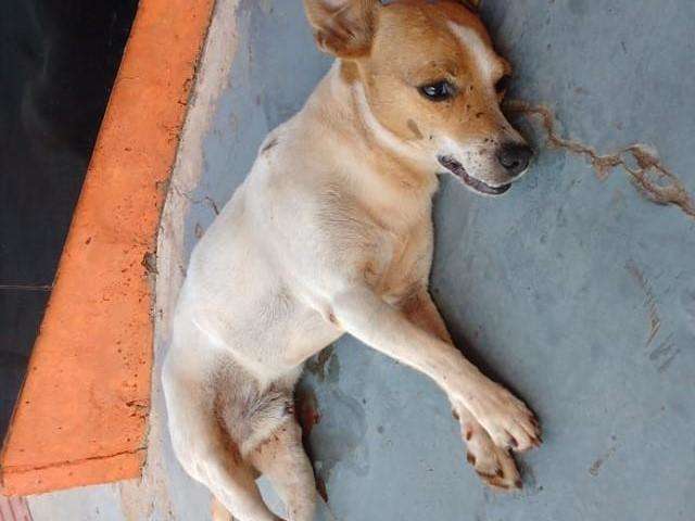 Acusada de negar socorro a cachorro, cl&iacute;nica &eacute; amea&ccedil;ada de depreda&ccedil;&atilde;o
