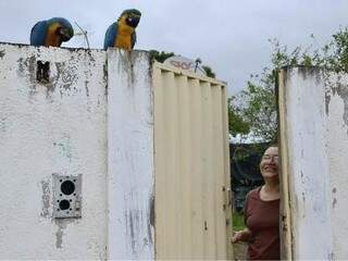 Aves visitam dona Silvana há cerca de três anos. (Foto: O Pantaneiro)