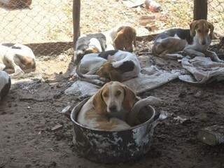 Animais resgatados em um fazenda de Campo Grande nesta semana. (Foto: Polícia Civil)