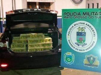 Dupla é multada em R$ 430 mil por traficar 860 canários peruanos