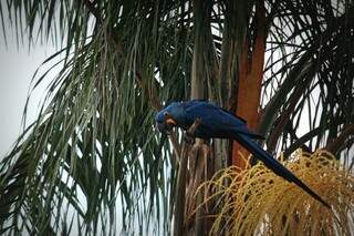 A arara-azul está na lista de animais ameaçados de extinção. (Foto: Cleber Gellio) 