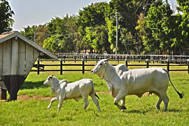 Fim de exig&ecirc;ncia de certificado para matrizes quer estabilizar pre&ccedil;o de carne
