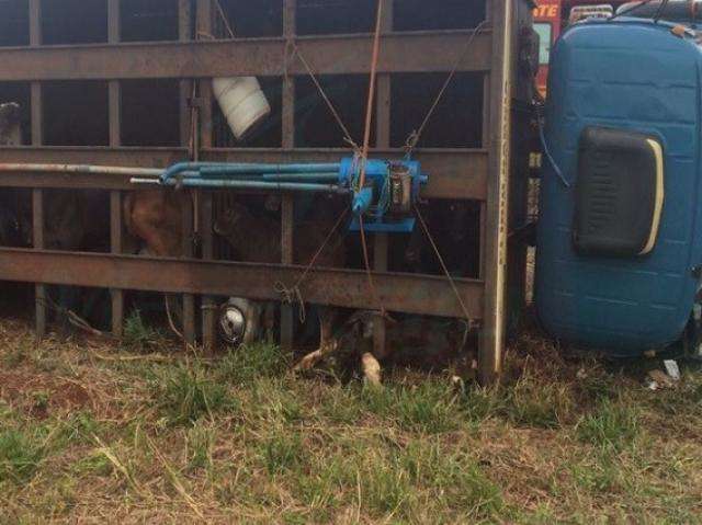 Caminh&atilde;o carregado com bezerros sai da pista e tomba na BR-267