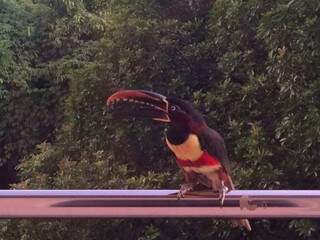 Curioso, tucano observa o reflexo na janela do hospital (Foto: Direto das Ruas)