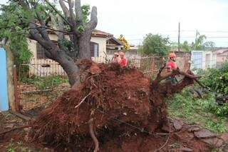 Cerca de 60 árvores caíram em vários bairros da Capital (Foto: Marcos Ermínio)