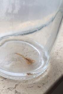 Moradora encontrou um escorpião pela primeira vez em sua residência, no Coopharadio.(Foto:Direto das Ruas)
