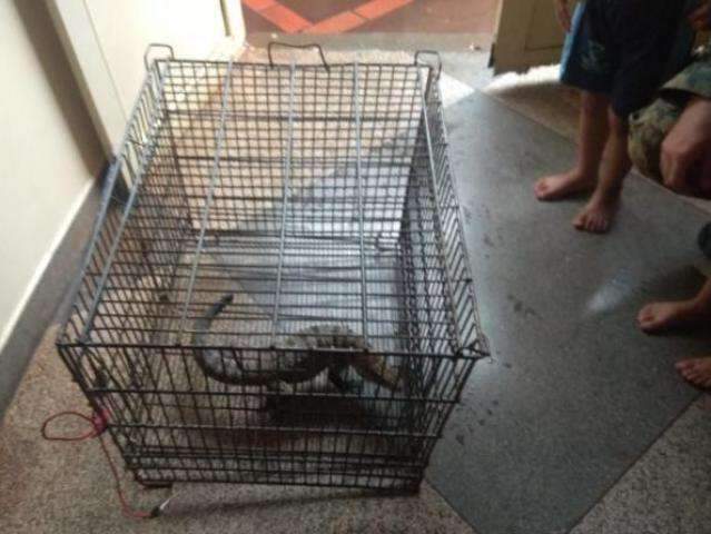 Lagarto tei&uacute; &eacute; capturado pela guarda em Emei do Indubrasil 