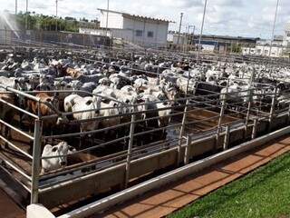 Cabeças de gado no frigorífico de Cassilândia (Foto: Arquivo/ Divulgação)