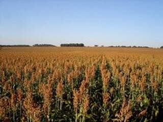 Cultivo de sorgo vai ajudar a diminuir escassez de etanol no início do ano. (Foto:Divulgação)
