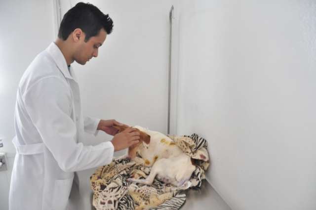 Mulher encontra vira-latas debilitado e diz que c&atilde;o era usado para macumba