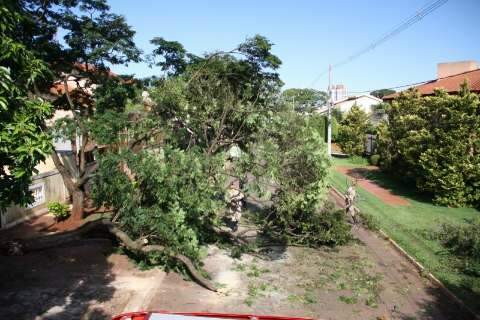 Árvore de 10 metros cai após chuva e fecha trânsito na Chácara Cachoeira