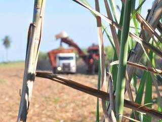 Produção de cana-de-açúcar deve atingir 37,8 milhões de toneladas em 2012, mesmo com baixa prevista por conta do clima. (Foto: João Garrigó)