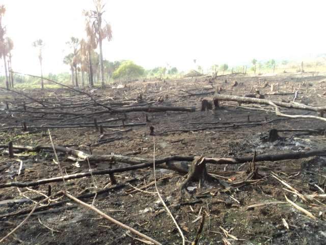 Dona de ch&aacute;cara &eacute; multada em R$ 14 mil por desmatamento e inc&ecirc;ndio