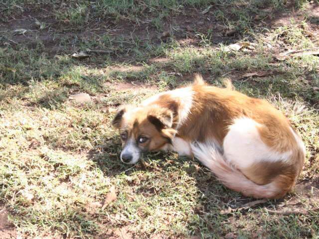  Em 20 dias, entidade s&oacute; arrecadou uma casinha para proteger animais do inverno