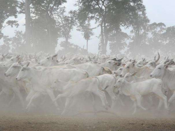 Iagro estende prazo de vacina contra febre aftosa e brucelose no Pantanal 