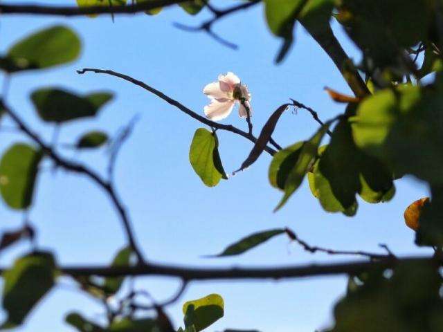 Tempo continua seco e quente neste domingo com temperatura de 32&ordm;C 