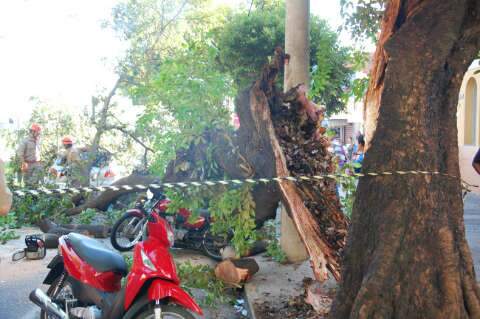  Queda de árvore atinge três carros e duas motos na Afonso Pena