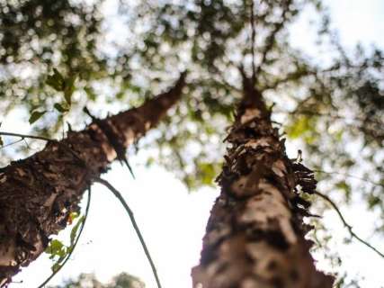 Quatro municípios de MS lideram ranking do plantio de eucalipto no país