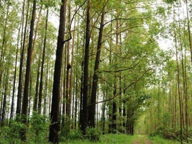 C&acirc;mara quer plano estadual e mais orienta&ccedil;&atilde;o a produtores de madeira
