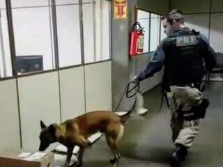 Policial com cão farejador durante buscas em correios (Foto: Assessoria de Comunicação/ PRF)