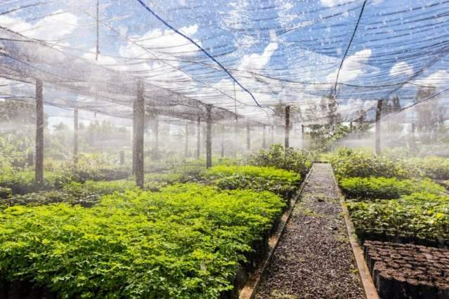 Plantio na &aacute;rea do Lageado abre comemora&ccedil;&otilde;es pelo Dia do Meio Ambiente