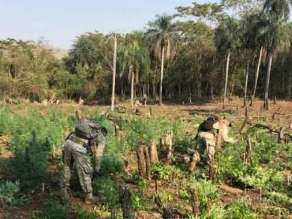 Antidrogas do Paraguai destrói 24 toneladas de maconha perto de MS