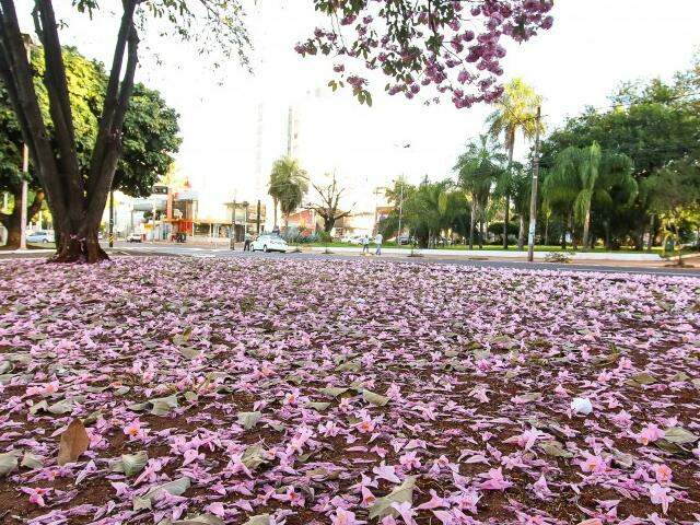 Inverno e tempo seco trazem beleza rosa com floradas de ipês - Meio  Ambiente - Campo Grande News
