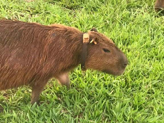 Trecho da Afonso Pena &eacute; local mais perigoso para capivaras, aponta estudo